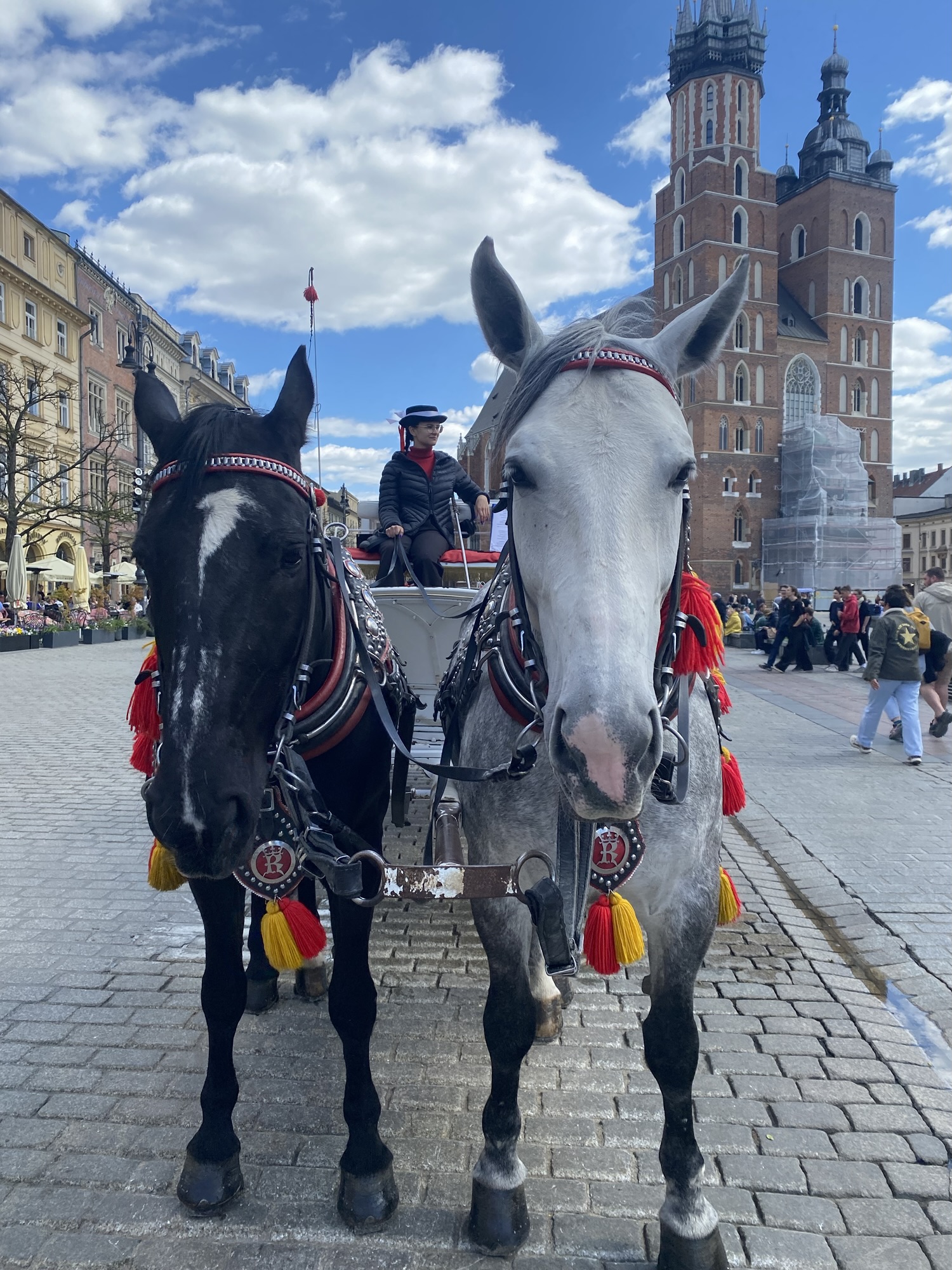 Horses